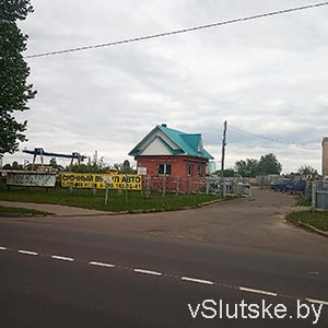 Гнедой мустанг